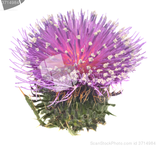 Image of Thistle