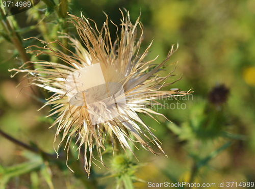 Image of Thistle