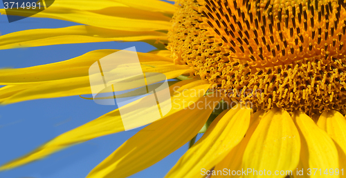 Image of Sunflower