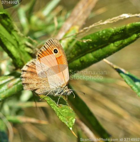 Image of Butterfly