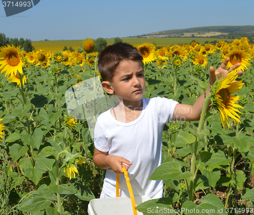 Image of Kid and sunflowers