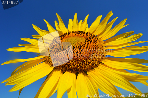 Image of Sunflower