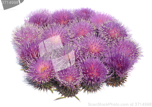 Image of Thistle