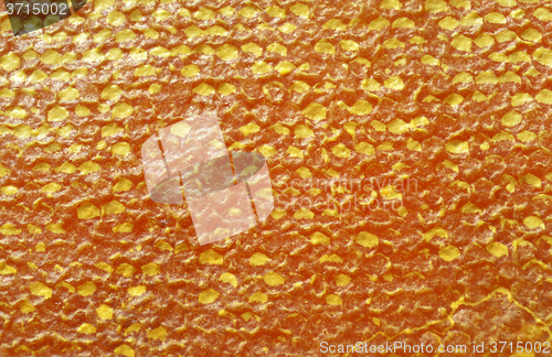 Image of Honey