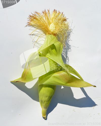 Image of Young corn