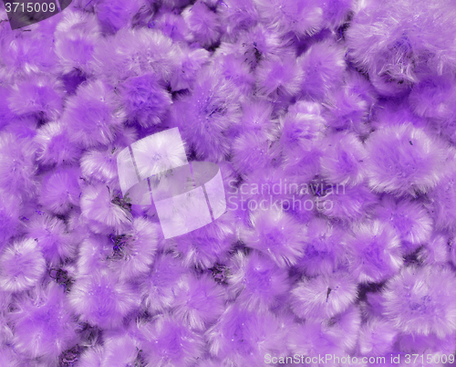 Image of Dried Flowers Dandelion