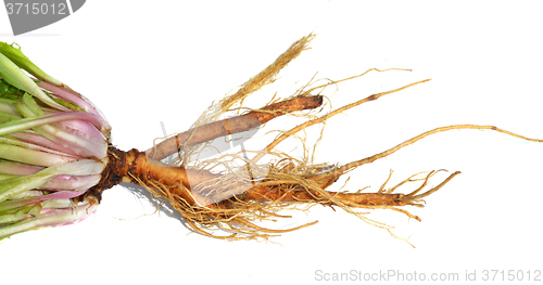 Image of Dandelion