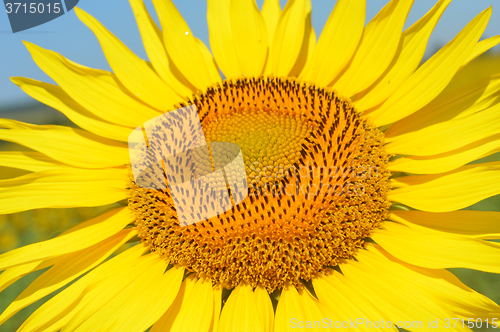 Image of Sunflower