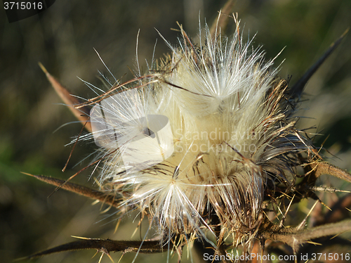 Image of Thistle