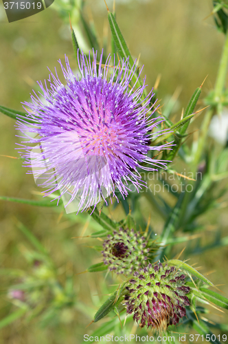 Image of Thistle