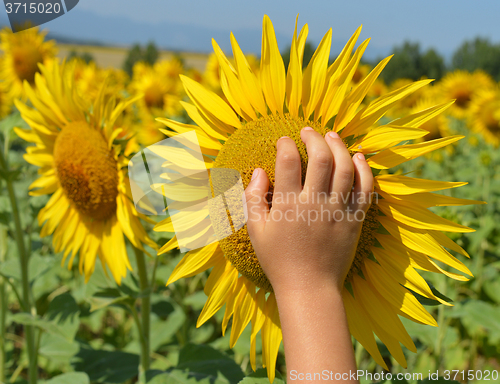 Image of Sunflower