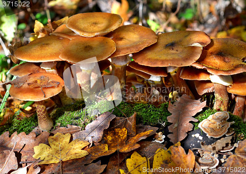 Image of Mushrooms in the forest
