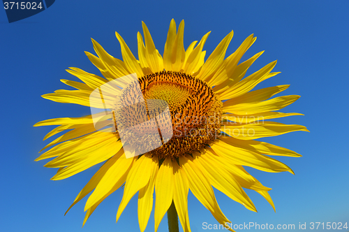 Image of Sunflower