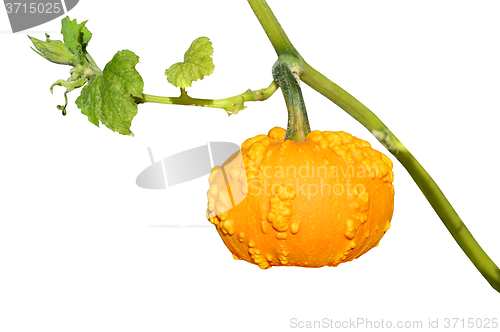 Image of Small yellow pumpkin