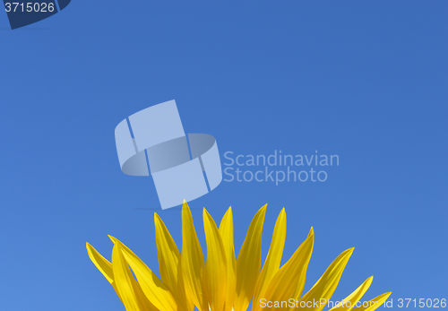 Image of Petals of sunflower