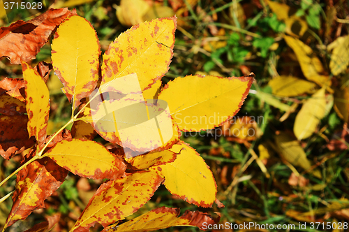 Image of Autumn leaves