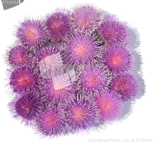 Image of Thistle