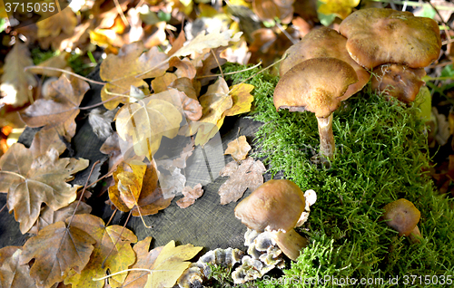 Image of Mushrooms in the forest