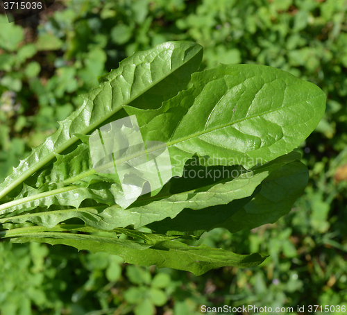 Image of Bouquet of leaves from dandelions