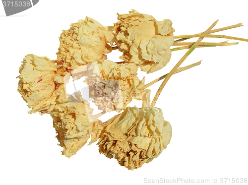 Image of White Peony
