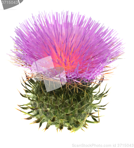 Image of Thistle