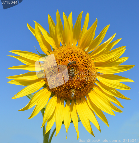 Image of Sunflower and bees