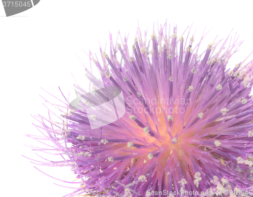 Image of Thistle