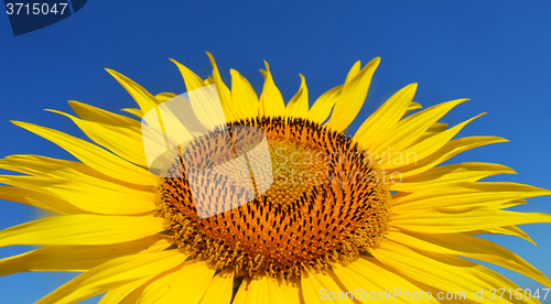 Image of Sunflower