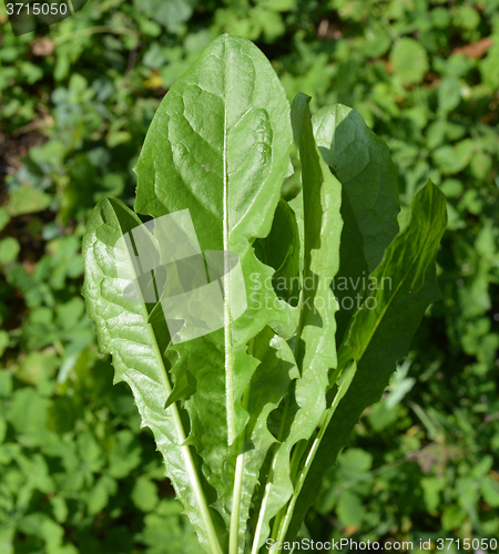 Image of Bouquet of leaves from dandelions