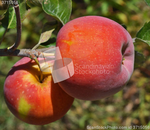 Image of Red apples