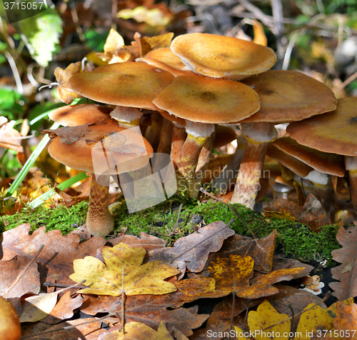 Image of Mushrooms in the forest