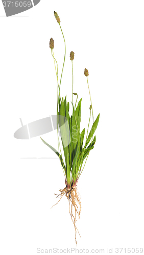 Image of Ribwort Plantain