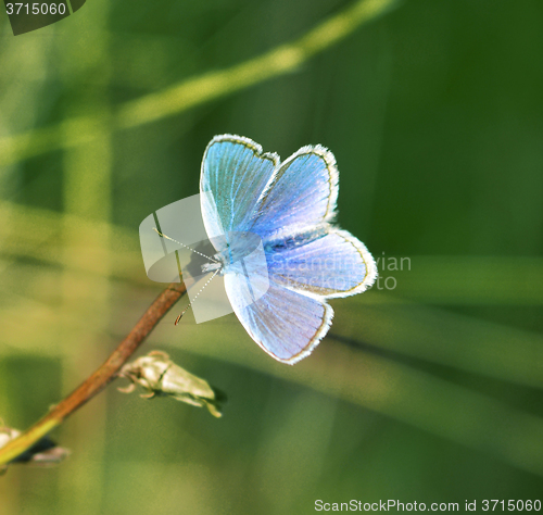 Image of Butterfly