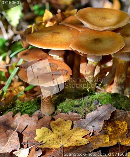Image of Mushrooms in the forest