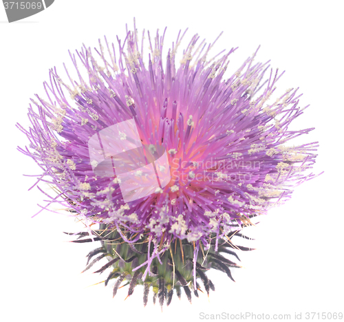 Image of Thistle