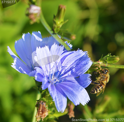 Image of Chicory and bee