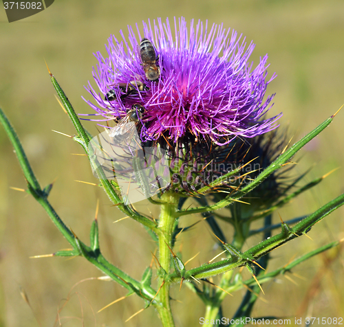 Image of Thistle and bees