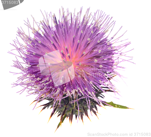 Image of Thistle