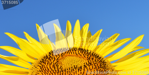 Image of Sunflower