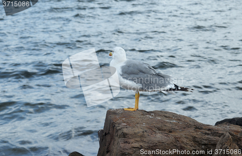 Image of Seagull on a rock
