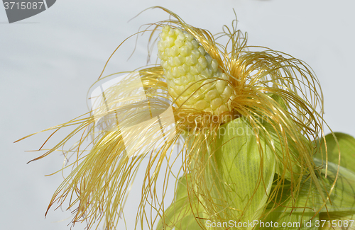 Image of Young corn