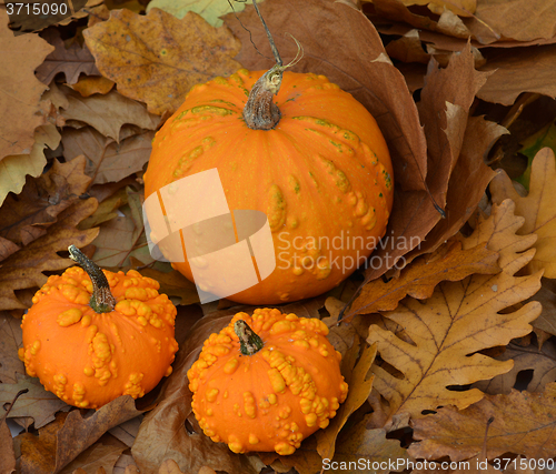 Image of Small pumpkins