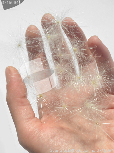 Image of Dandelion puffs