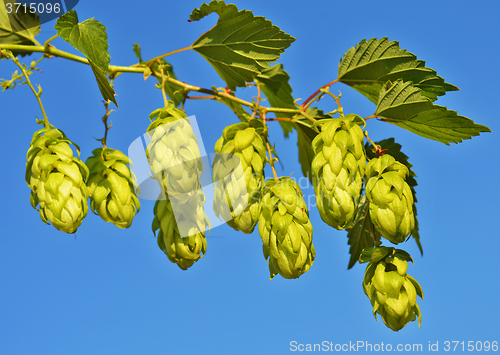 Image of Branch of hop cone