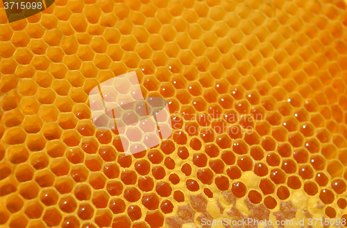 Image of Honey
