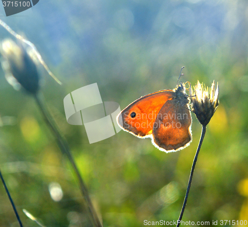 Image of Butterfly