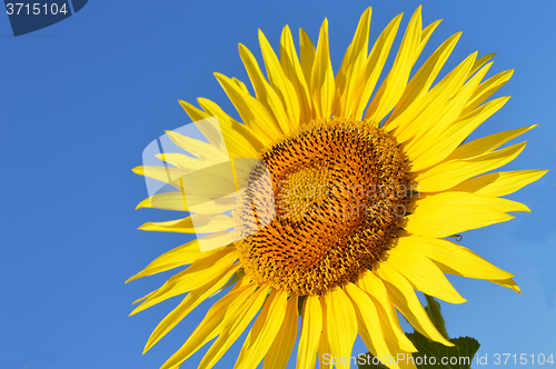 Image of Sunflower