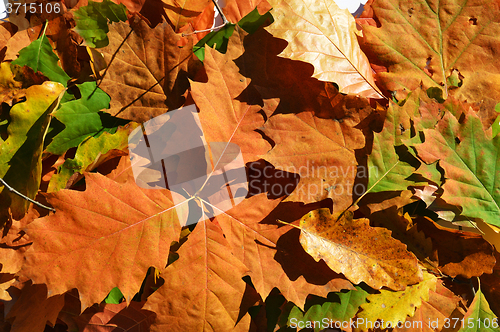 Image of Autumn leaves