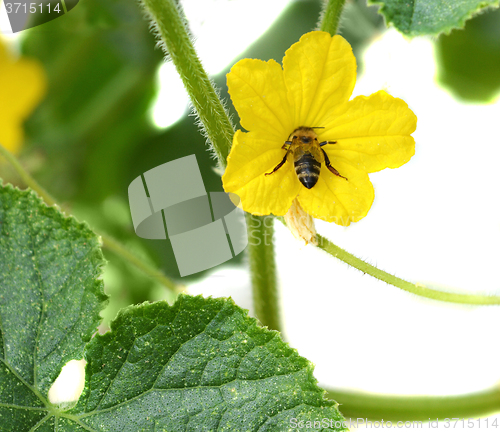 Image of Flower of zucchini and bee