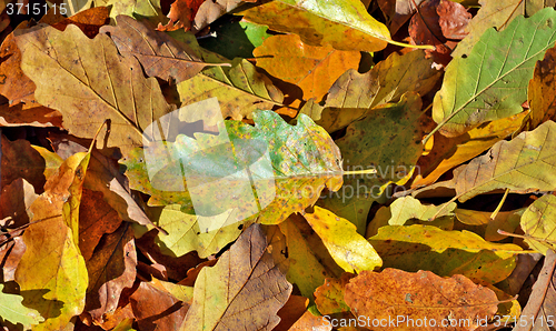 Image of Autumn leaves